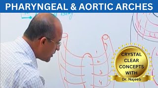 Pharyngeal and Aortic Arches  Embryology🩺 [upl. by Leesen]