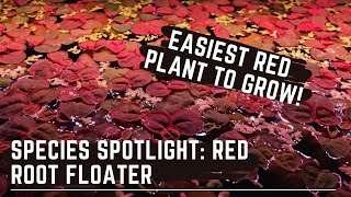 The Easiest Red Aquarium Plant to Grow  Species Spotlight  Red Root Floater [upl. by Roice682]