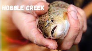 Fly Fishing Hobble Creek In Early Spring 2019 [upl. by Renba875]