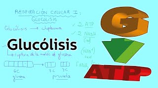 Respiración celular I glucólisis  Citología y Genética  Educatina [upl. by Lehcin]