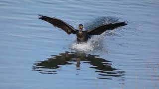 Great Cormorant Footbraking while Splashdown to Winter River [upl. by Yorztif45]