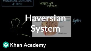 Microscopic structure of bone  the Haversian system  NCLEXRN  Khan Academy [upl. by Aznarepse]