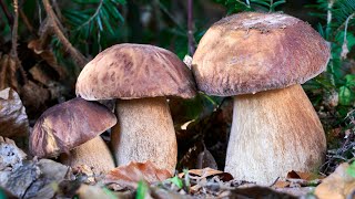 Timelapse  Crescita dei funghi porcini [upl. by Janette]