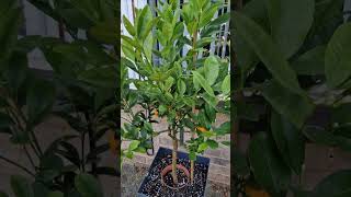 My Calamondin has moved [upl. by Nirad412]