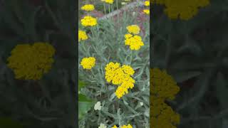 Fernleaf Yarrow yutubeshorts flowers [upl. by Nylikcaj430]