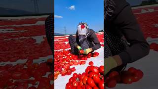 how to make tomato chips [upl. by Ynnattirb]