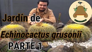 Jardín de Echinocactus grusonii Parte 1 de 3 [upl. by Llerrot]