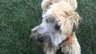 Wheaten Terrier 7 months old [upl. by Stanley]