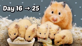 Day 16 to 25 Baby Hamsters Growing Up  Healing and Stress Relief [upl. by Joselyn]