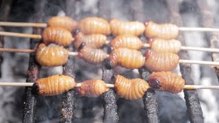 Lets Eat Grubs Eating Beetle Larva in the Amazon [upl. by Barney]