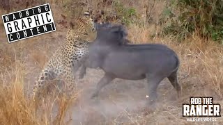 Leopard vs Warthog Mortal Combat In The Wild [upl. by Middleton]