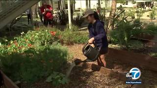 Rosemead High student gardener wins botany grant  ABC7 [upl. by Ardnasac]