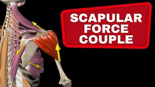 Scapular Force Couple  Muscle collaboration in the shoulder [upl. by Sussna]