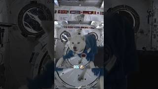 How Different Animals React to Zero Gravity 😱 frog dog cat mice pigeons animals [upl. by Nnyroc]