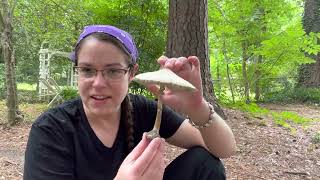 How to tell the difference between tasty parasol mushrooms and toxic greenspored parasols [upl. by Pickar]