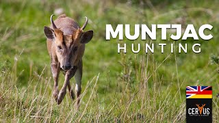 Muntjac Hunting  Hunt On Demand [upl. by Drobman]