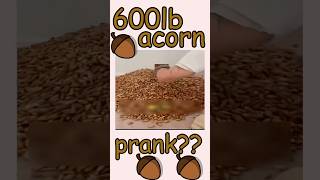 Who did this Acorn Prank [upl. by Drawe]