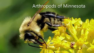 Arthropods of Minnesota [upl. by Megan243]