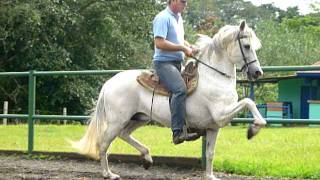 Chatrán Caballo de paso costarricense [upl. by Hulen]