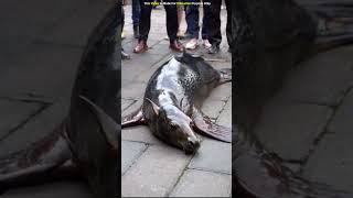 इस Fish का मुंह horse का है 😨 shorts ytshorts [upl. by Sofer]