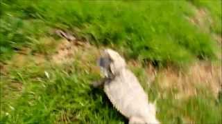 Funny Bearded Dragon running [upl. by Issy]