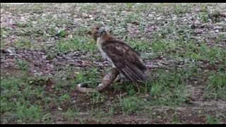 Bird of prey eating snake [upl. by Yenettirb]