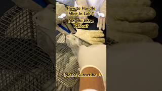 Did You See 🐁 Before🤷‍♂️How to Handle Lab Mice🙄Naughty Mice🐁 [upl. by Caryl]