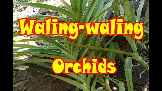 Sekreto sa pagtatanim ng WalingWaling Orchids  Jing Channel [upl. by Desdamonna]