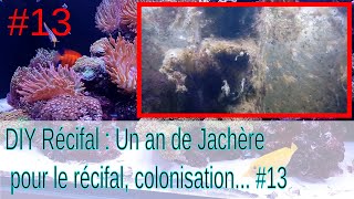 DIY recifal  Un an de jachère pour récifal colonisation 13 [upl. by Kassie]