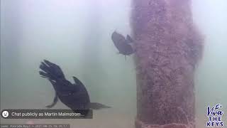 Cormorant Caught on Underwater Camera [upl. by Jary]