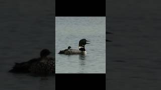 Common Loon Sound  Common Loon Bird Adult Calling Sound with Chick Baby Young Riding On Back [upl. by Damalas214]