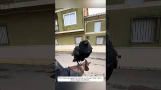 This man managed to rescue a crow in time from a fierce hawk and then animalshorts [upl. by Aihsal697]