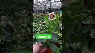 Hemerocallis Hellebores and Liriope liriope horticulture hemerocallis hellebores shortvideo [upl. by Ahsinehs]