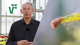 Wie kann man Spinnmilben vorbeugen und bekämpfen Schädlinge im Garten  Volker Gartenwissen [upl. by Ydnes]