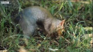 The lifecycle and inhabitants of an oak tree KS1 Science BBC Bitesize [upl. by Aldwin]