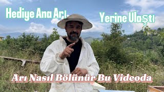 Arı Nasıl Bölünür Bu Videoda Hediye Gönderdiğimiz Ana Arı Yerine Ulaştı [upl. by Anstice]