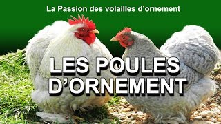 Les poules dornements poulailler poule pondeusefaisans cailles de chine colombes exotiques ✔ [upl. by Hayarahs]