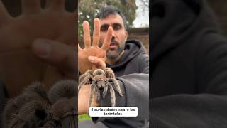 4 Curiosidades sobre la Grammostola Rosea 🕸️ [upl. by Uta453]