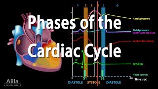 The Cardiac Cycle Animation [upl. by Grimbly]