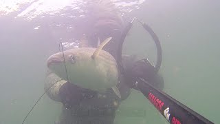 Spearfishing in North Wales Vol2 [upl. by Delfine178]