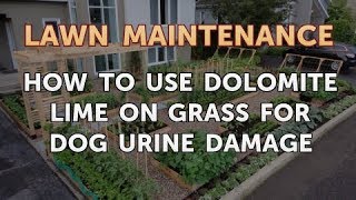 How to Use Dolomite Lime on Grass for Dog Urine Damage [upl. by Clarence]