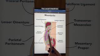 Mesenteries anatomy physiology anatomyandphysiology premed stem study biology [upl. by Nitsuga899]