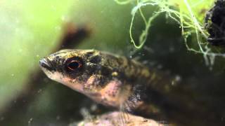 910 Spined Stickleback Pungitius pungitius Underwater UK [upl. by Niwdla]