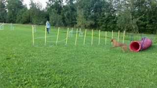 Agility SlalomEingänge  AnfängerTraining  Vizsla [upl. by Ike]