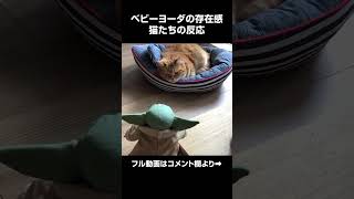 ベビーヨーダを初めて見た猫達の反応 猫動画 ヨーダ shorts [upl. by Atikkin]