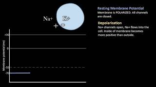 Depolarization vs Repolarization Action Potentials [upl. by Namqul]