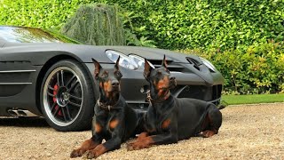 Doberman Pinscher  The Best Guard Dog [upl. by Nafets318]