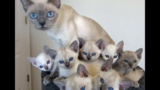 Tonkinese Cat and Kittens  Too Cute and Friendly Breed [upl. by Ntsyrk]