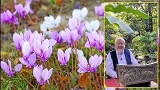 CYCLAMEN D’EUROPE FLEUR D’AUTOMNE JOLI TAPIS DE VERDURE POUR L’HIVER… Le Quotidien du Jardin N°263 [upl. by Ahsatel]