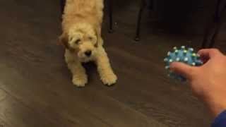 How Harvey the Goldendoodle reacts to new toys  10 week old puppy [upl. by Ednargel]